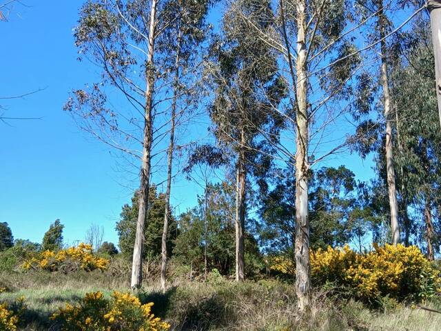 #SV-001 - Terreno en condominio para Venta en Puerto Varas - X