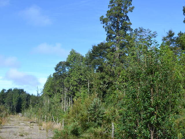 para en - 4