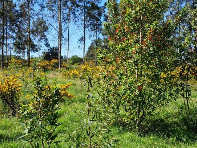 #SV-001 - Terreno en condominio para Venta en Puerto Varas - X - 2